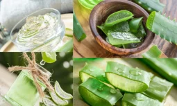 Aloe Vera: Doğanın Mucizesi